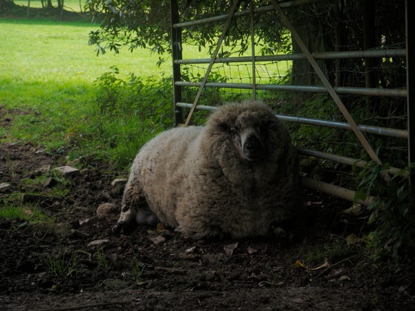 A large fluffy sheep sitting in the shade next to the gate into the middle field - it's Panda!