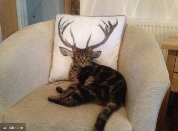 A cat is sitting in front of a pillow with an imprinted deer. The horns appear to belong to the cat.