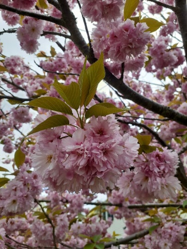 Photo looking up into the branches of a cherry blossom tree against a cloudy sky. In the center of the frame is a large cluster of pink cherry blossoms with a spray of light green leaves coming out the top. In the background are a few branches, many more blossoms, and some leaves.