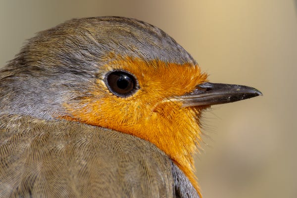 A closeup photo of a European Robins head. A lot of feather detail can be seen. The photo is a profile shot. 