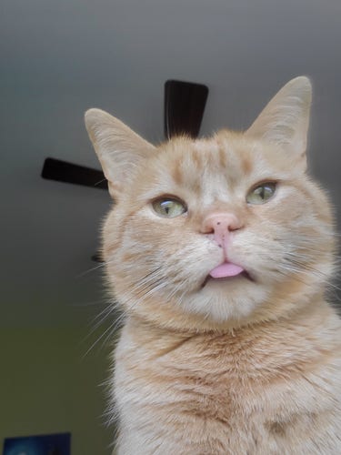 A small orange cat, blepping adorably, with a ceiling fan in the background.