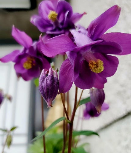 Close up of purple columbine flowers