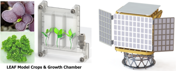 The LEAF β (“LEAF Beta”) payload will protect plants within from excessive Lunar sunlight, radiation, and the vacuum of space, while observing their photosynthesis, growth, and responses to stress. The experiment includes a plant growth chamber with an isolated atmosphere, housing red and green varieties of Brassica rapa, Wolffia (duckweed), and Arabidopsis thaliana. 