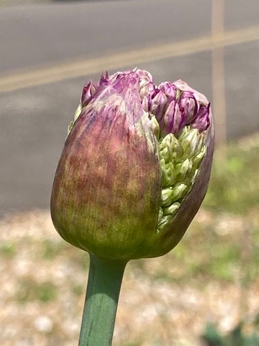 Outside daytime. Close up of allium bud with purple green tones, beginning to open, the tightly packed green & purple floret buds just visible inside.