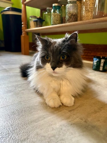 A fluffy grey and white kitty flat on her tummy on the kitchen floor, sort of loafing but with her front paws poking out from her luxurious ruff. Behind her is a shelf filled with storage jars.