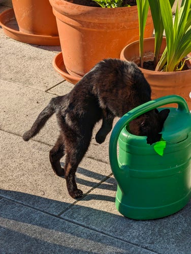 A black cat stands on its back legs and drinks from a green watering can. Its posture resembling the Hunchback of Notre-Dame.