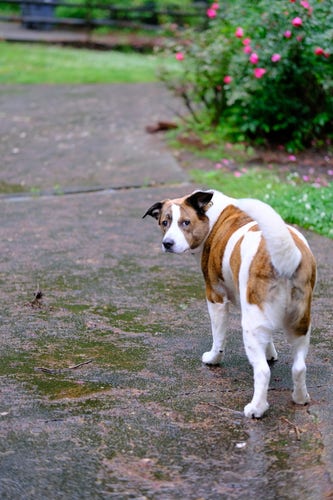 A white and brown dog standing in a light rain on his driveway, looking back at the camera. A rose bush is in the back.