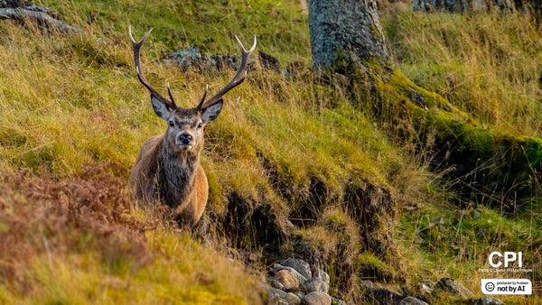 A Red deer stag looking up at me from a river bank near Ullapool, Scotland.