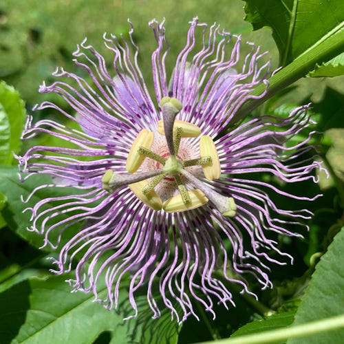 Close-up of a lavender-colored passion flower with purple and white filaments and a green leafy background.