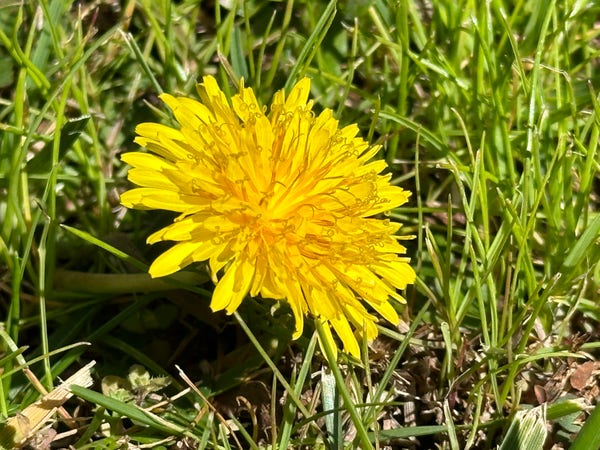 Dandelion looking at the sun toward the right on a background of a California winter lawn