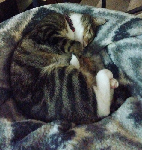 A 1 year old tabby cat is snuggling down into her soft fuzzy grey and white blankets.  Her little white feet are crossed, one in top of another.  Some pink toe beans are showing.