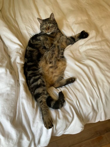 A well fed tabby cat sprawled on a white bed, one fat polydactyl paw tucked in on his chest, the other spread out