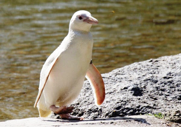 Kokosanka, biała pingwinka albinotyczna chodzi po płaskich skałach, w tle woda.