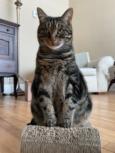 A handsome tabby sitting upright on a scratching pad