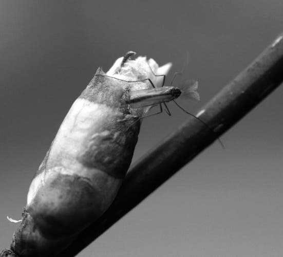 Macro black and white photograph of a leaf bud still closed and covered with scales, with a very small fly on it. The fly has very big and fluffy antennas. The background is just grey. The picture is unfortunately a little out of focus but the photographer likes it a lot anyway.