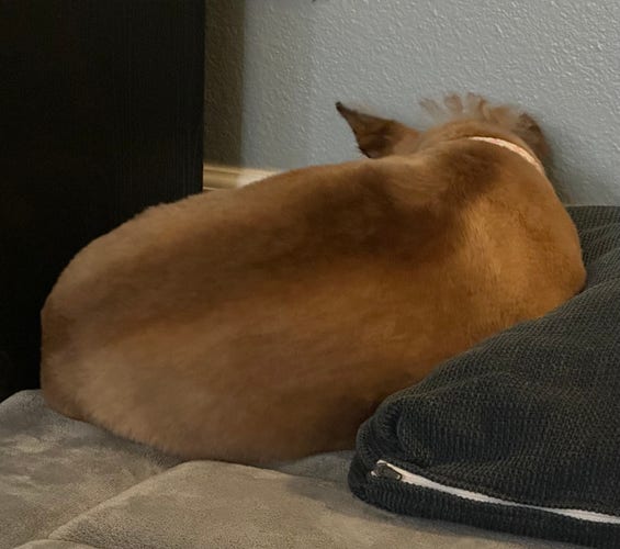 A brown dog with its back to the camera, partially obscured, resting against a dark cushion on a dog bed. Her face is against the wall. 