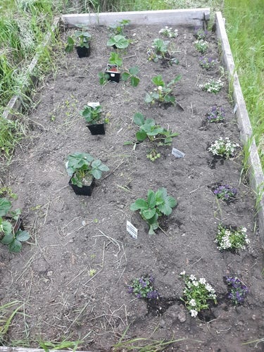 A small raised garden bed with purple and white elysium along one side. 4 Strawberry plants are planted in a row and 6 Strawberry are laid out in 2 rows waiting to be planted. 