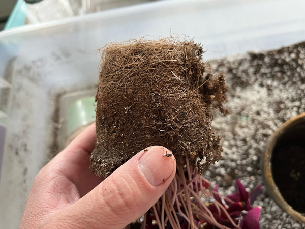 oxalis plant root bound