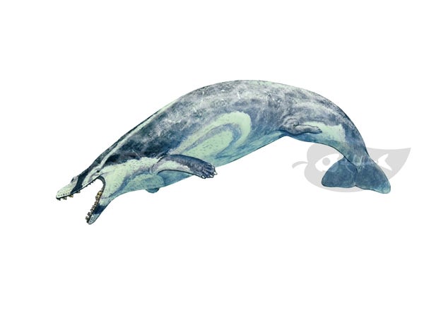 A watercolour painting of a basilosaurid whale with countershading.