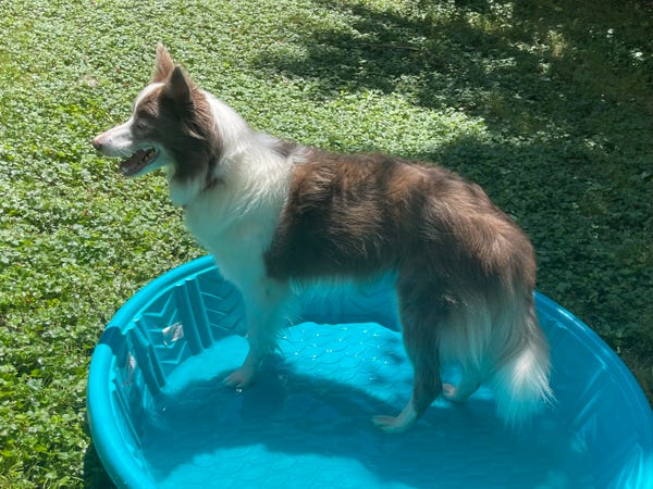 brown and white fluffy dog standing in a shallow baby pool.