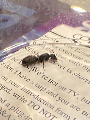 a large black ant on old card stock under a glass