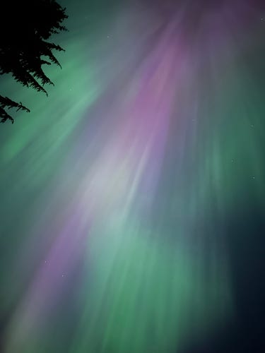Aurora Borealis descending like a curtain of light in purple, pink, and green hues. The dark silhouette of a  fir tree occupies the upper left of the photo.