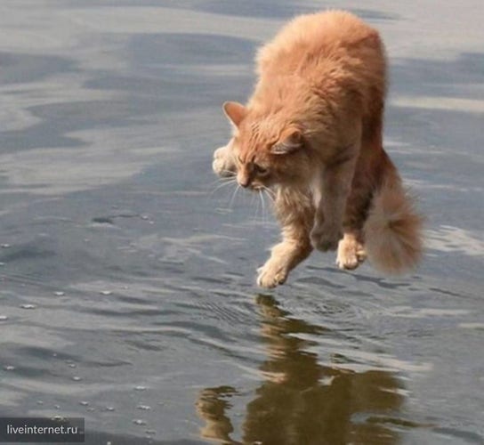 A cat appears to be levitating above a puddle of water.