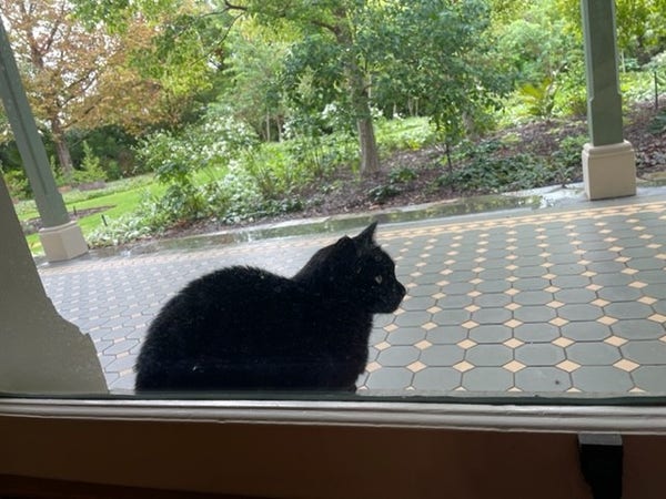 A black cat sits outside the window under the verandah.  Beyond him, it is raining in an autumn garden.  He looks cold and sad.