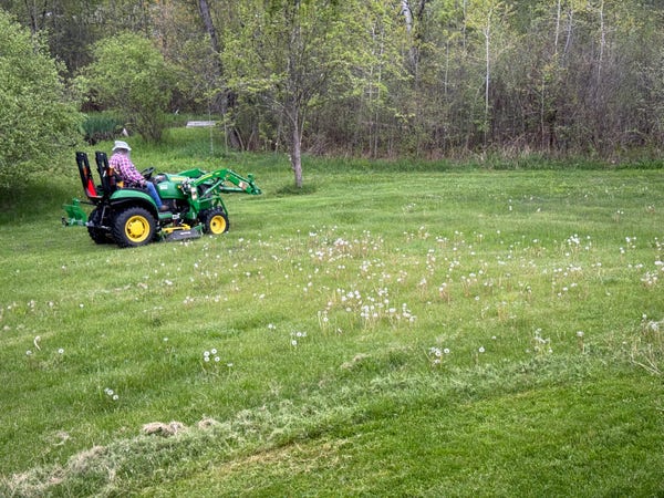 A photograph of yard covered in dandelions that have gone to seed. In the bottom edge of the photo, you can see a strip that has been mode. In the distance, you can see a green tractor with a person wearing plaid flannel and a hat with a net covering to protect the head from mosquitoes.