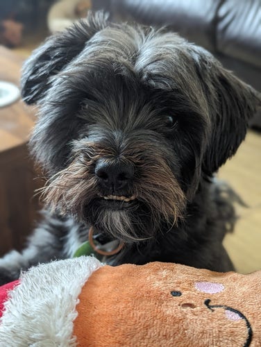 Teddy, a small black shaggy dog looking at the camera with a plush carrot toy in front of him. He wants to play. 