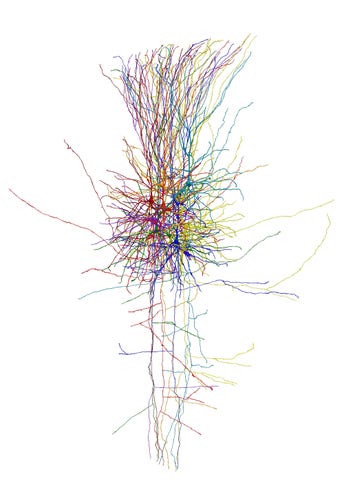 Reconstruction of a local cluster of neurons in the human neocortex. Three-dimensional representation of a network of ten nerve cells, each marked in a specific color. Many long projections extend from the round cell bodies, forming a complex network © Charité | Sabine Grosser 
