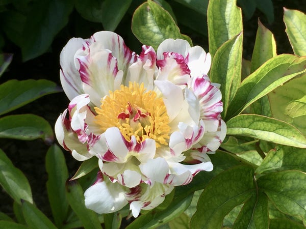 Fleur de pivoine épanouie, aux pétales blancs colorés de légères touches fuchsia.