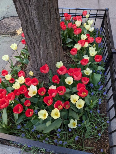 Really pretty red and white flowers in one of those planter things on sidewalks
