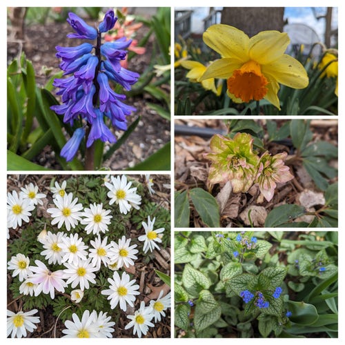 Photos of 5 spring flowers from our garden. A purple hyacinth, yellow and orange daffodil, hellebores, brunnera with tiny blue flowers, and white anemone with bright yellow centers.