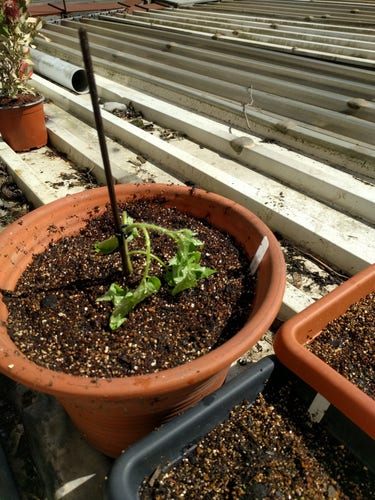 Eine sehr schlaffe Tomatenpflanze in einem Topf