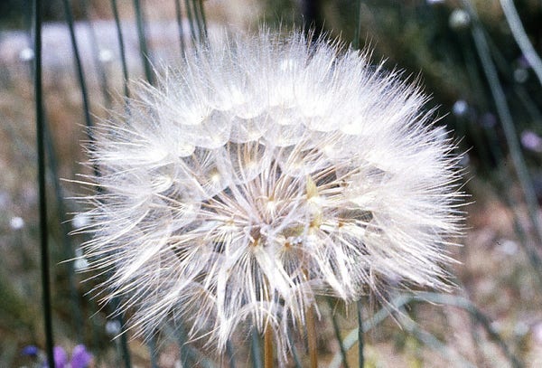 Close-up of the fluffy, white seed-head of a dandelion flower.