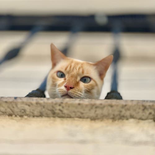 Gato naranja asomado a un balcón