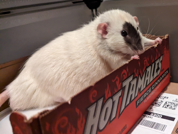 Vinnie, a soft white dumbo rat with a black spot over his face, in a Hot Tamales box.