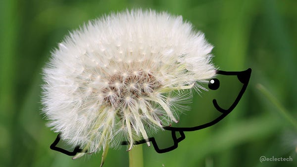 A close up photograph of the seed head of a dandelion, a big ball of white fluff exactly the same shape as a hedgehog's spines, so I have drawn on the legs and face.