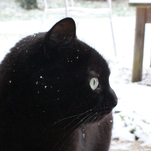 Portrait en format carré et en couleur de Pixel, chatte noire, dehors avec des flocons de neige dans les poils. L'extérieur est couvert de neige.