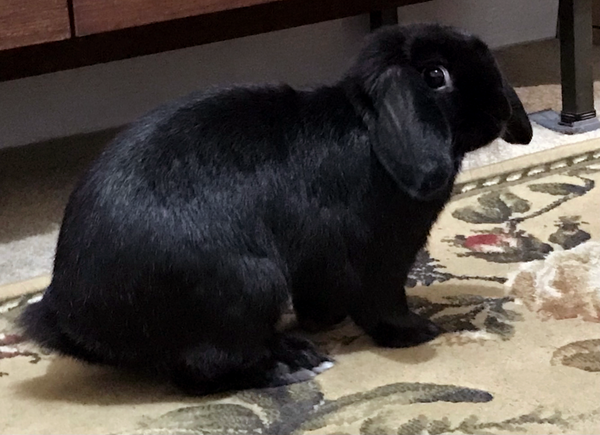 A photo of a small black lop-eared bunny paused posing for a shot. He's looking back at the camera, with his eye highlighted by the light grey skin around it. His nose and mouth invisible against the rest of his black fur, his back is sleek and glossy-furred. A 10/10 bun.