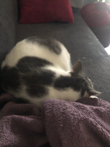Chat en boule sur un canapé bien au chaud, il pleut dehors.