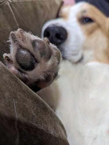 A close up of a Corgi's overly large foot.