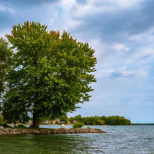Lone large tree shading deck chairs on the shore of Lake Ontario, Bath, Canada 
Captured by Komeil Karimi
