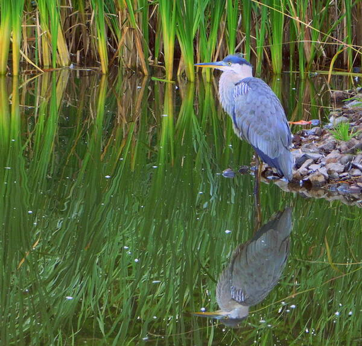  A Great Blue Heron waits patiently by the water's edge of a pond in Nova Scotia. Barely moving, if moving at all, it bides its time until it spots a fish in the murky water. It is such a quiet and tranquil morning there are no ripples to be seen in the water and the reflection of the heron is mirror-like. Truly upon reflection, a beautiful sight.