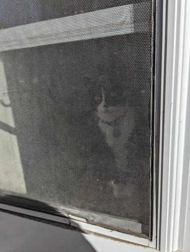 Black and white tuxedo cat looking through a screen door.