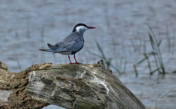 Une guiffette moustac (un oiseau aquatique proche des sternes) sur un tronc dans un étang./ A whiskered tern (an aquatic bird closely related to terns) on a trunk in an "etang" .