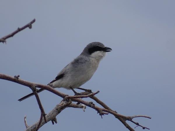 A small grey and white bird perches on the end of a bare branch. Its black beak is open in the middle of a chirp, while the black face mask, wing tips, and tail break up the dull blue setting. The beak is slightly hooked, allowing this tiny hunter to snag its prey.