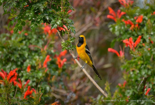 Photo of a yellow-orange bird with black beak, a black gorget that extends over the eyes, and black wings with white stripes. The bird is perched on the twig of a shrub, surrounded by green leaves and red flowers.