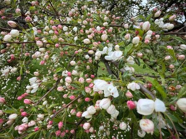 
A mass of pink and pale pink buds along with the white flowers they are turning into. It is just an explosion of colored dots emits green leaves with a sprinkling of small white flowers. 